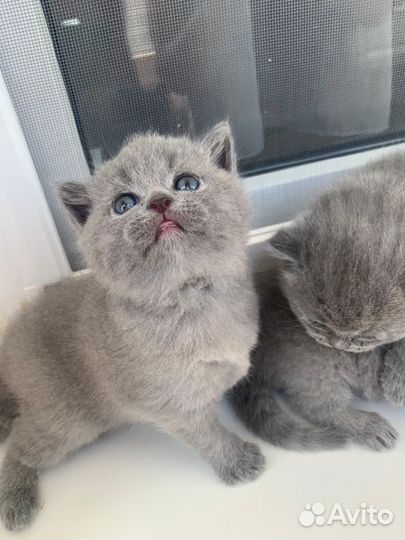 Британские котята