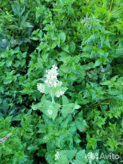 Мята ментоловая