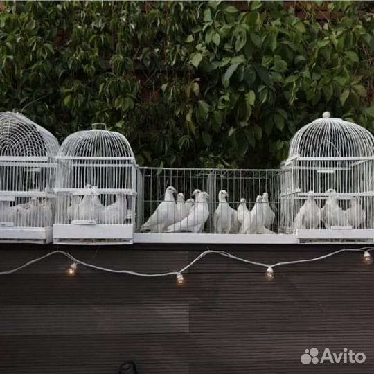 Голуби на свадьбу