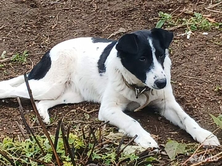 В добрые ручки