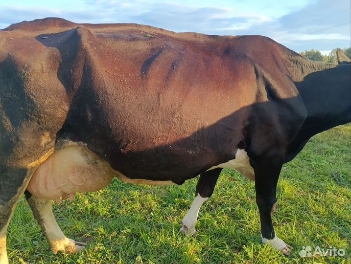 Корова дойная, Джерсийский бык