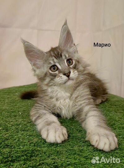 Котята мейн-кун с документами и ветпаспортом