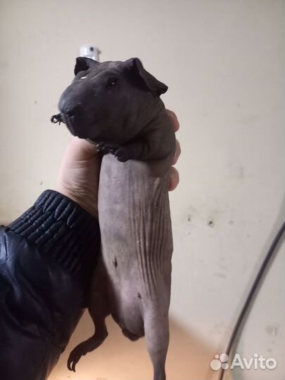 Морская свинка скинни