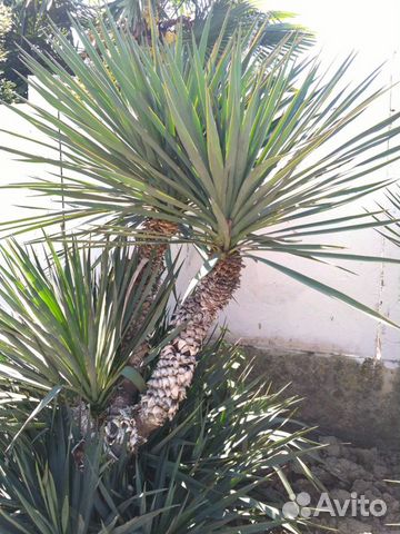 Юкка дерево-пальма