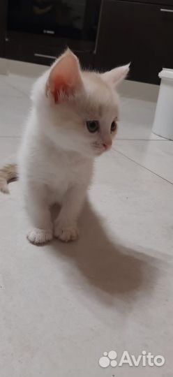 Котята отдам бесплатно