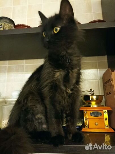 Котик 1,5 года в добрые руки