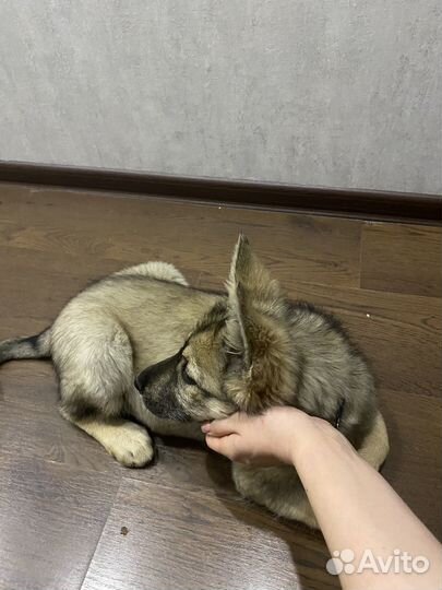 Щенок(девочка)