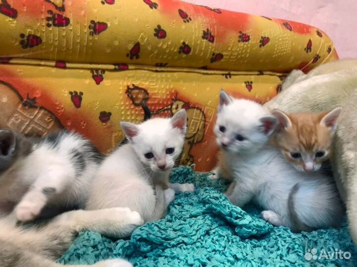 Домашние животные