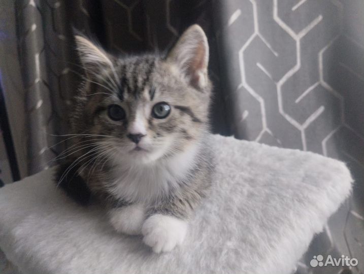 Тигровый табби