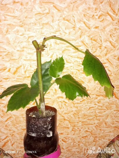 Тетрастигма вуанье