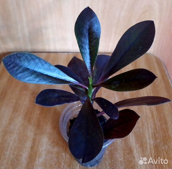 Бегония. Сциндапсус. Хойя. Синадениум. Педилантус