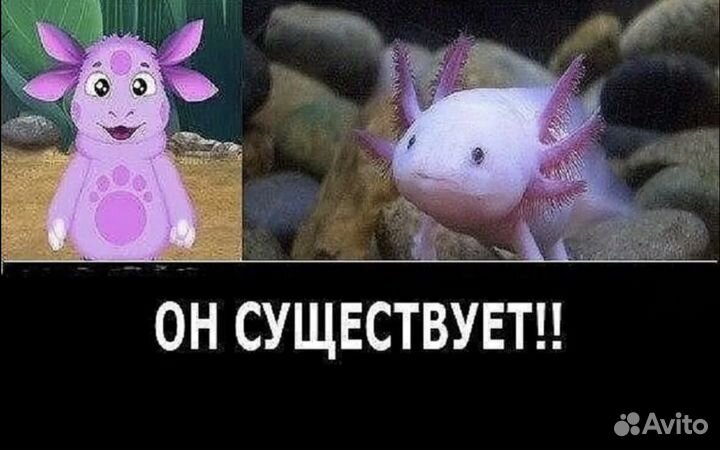 Тритоны и аксолотль