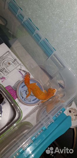 Эублефар самец