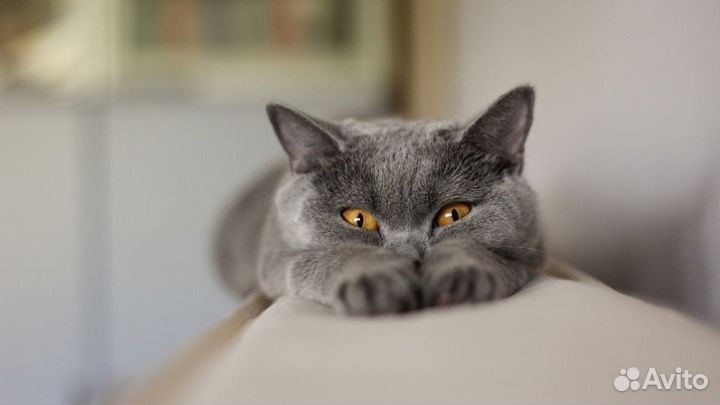 Передержка домашних кошек