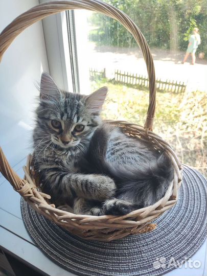 Котята в добрые руки (девочки)