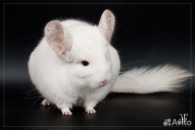 Бело-розовый гетерозиготный шиншилла