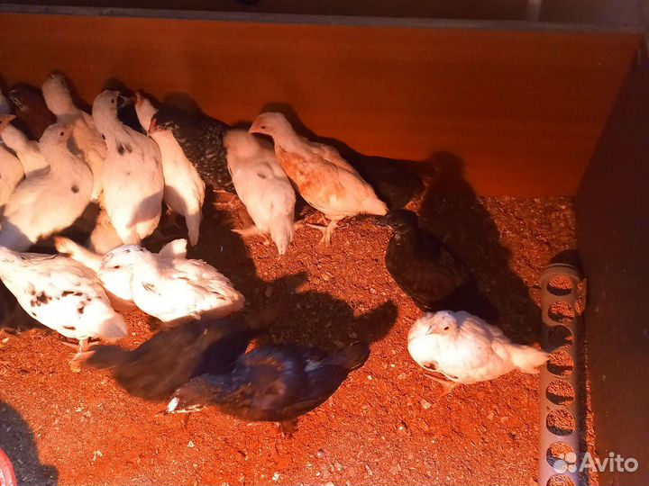 Цыплята 1,5 месяца