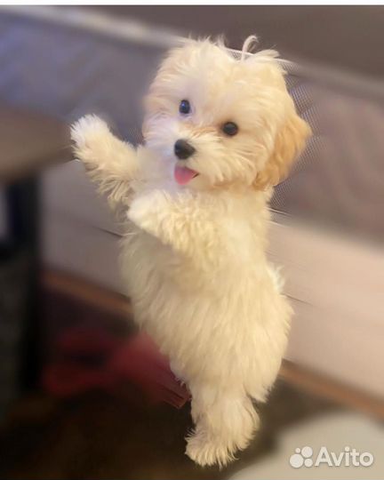 Буся мальтипу