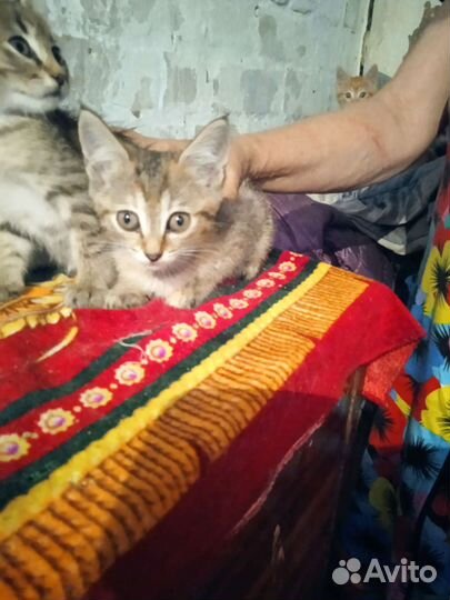 Кошка в дар