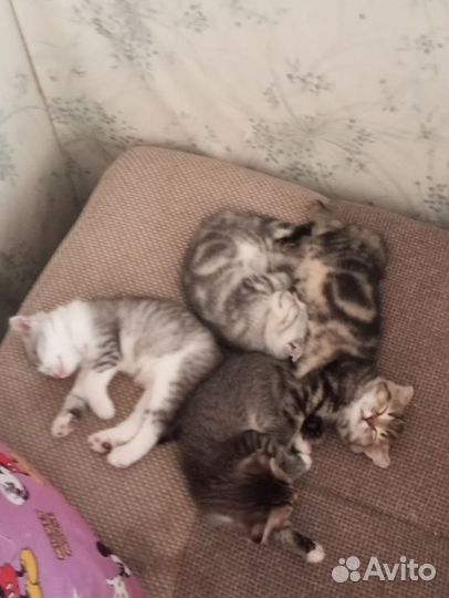 Кошки породистые