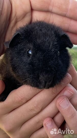 Самцы морской свинки Тедди