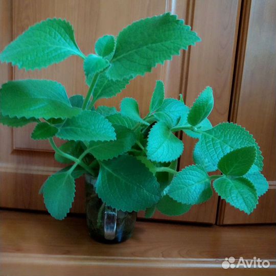 Мята домашняя