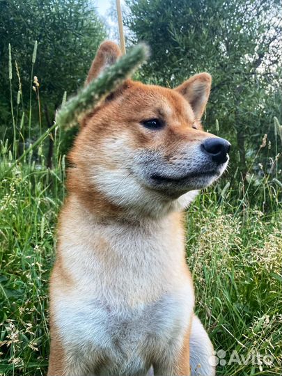 Вязка сиба ину