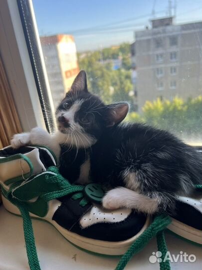 Котенок