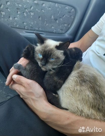Кошки в добрые руки