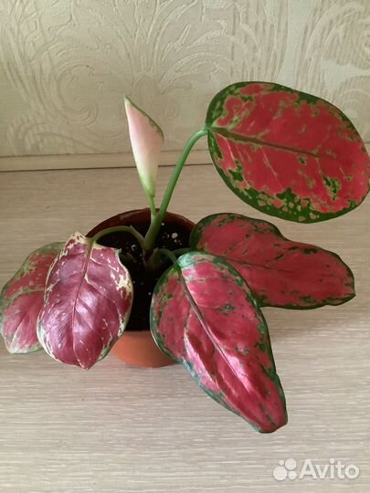Аглаонема Рэд стар