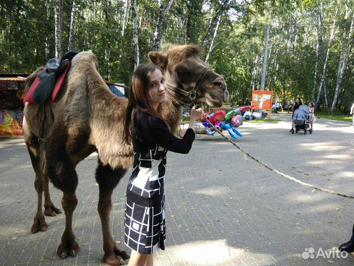 Репетитор по немецкому языку