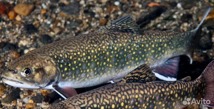 Шары из форелевого камня. Шары из камня. Крым