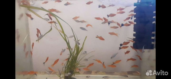 Аквариумные рыбки. Цыхлиды. Меченосцы, малинезии