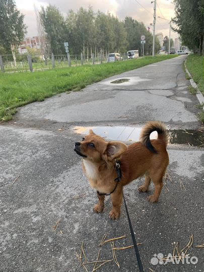 Собака чихуа хуа