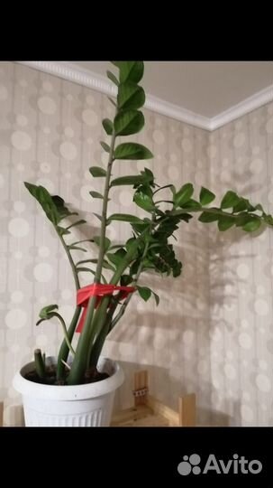 Замиокулькас