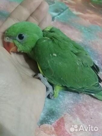 Выкормыши ожереловых попугаев