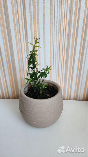 Миртовое дерево