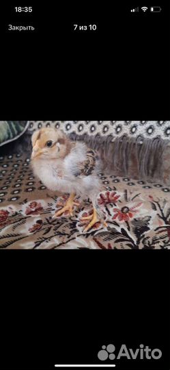 Цыплята подрощенные