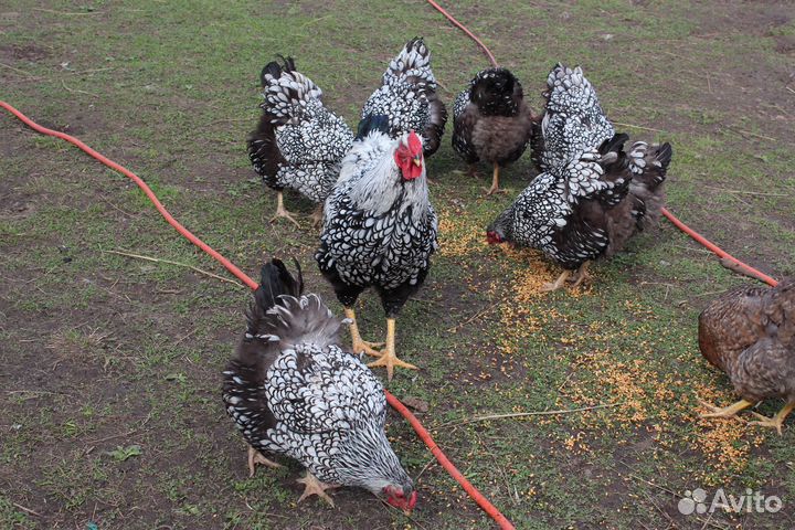Петухи Билефельдер и Виандот серебристый
