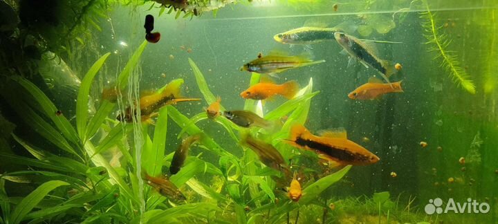 Дафния живая. Меченосцы, пециллии 50р