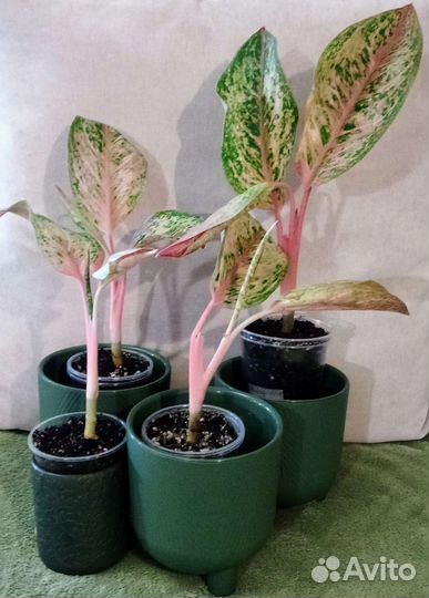 Аглаонема 10 карат (Паинтед Селебрейшн)