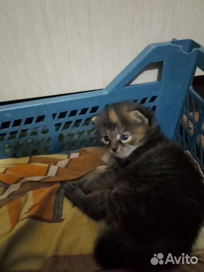 Кошка в дар бесплатно