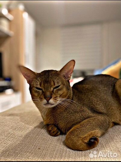 Абиссинский кот вязка