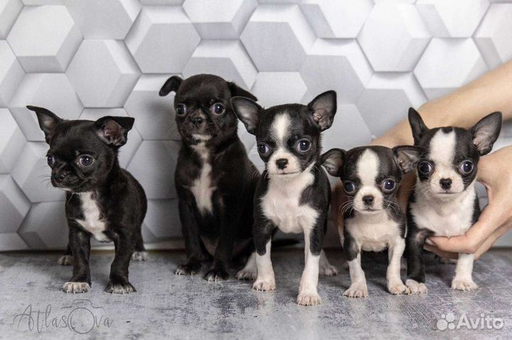 Чихуахуа мини,мальчики и девочка