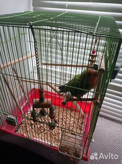 Попугай неразлучники с клеткой
