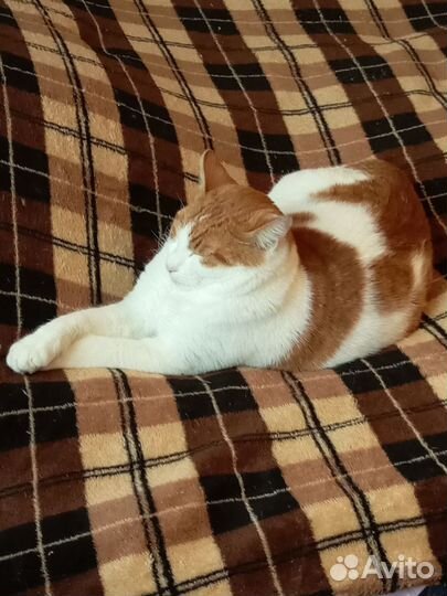 Котик в дар