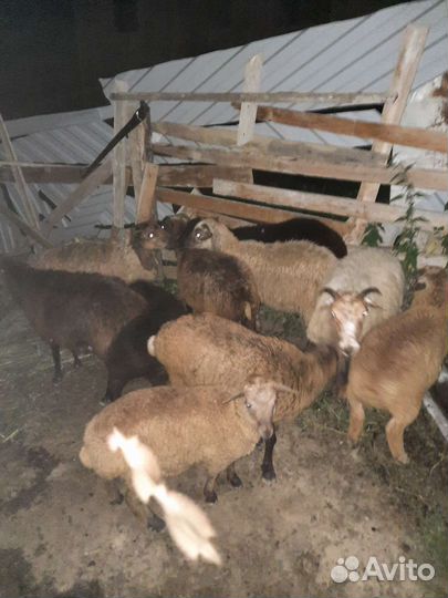 Овцы бараны