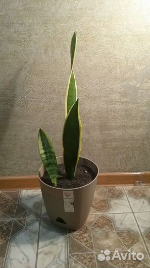 Сансевиерия.Щучий хвост.Тёщин язык