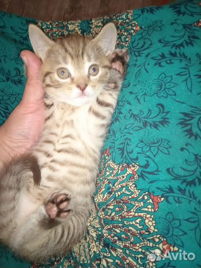 Счастье в дом)