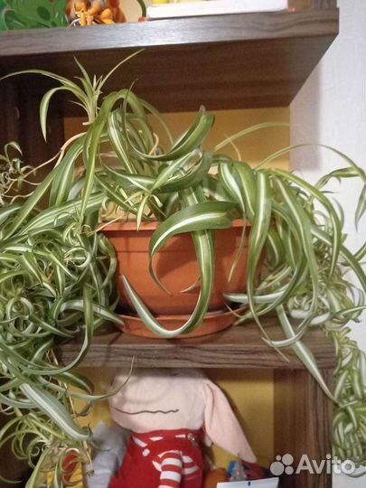 Хлорофитум